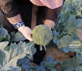 فتيات يزرعن البروكلي (15).jpeg