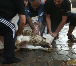 ذبح الأضاحي  (7).JPG