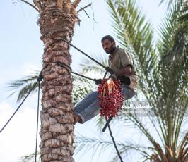 موسم قطف ثمار البلح فى غزة ‫(38928908)‬ ‫‬.JPG