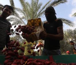 جنى ثمار البلح  ‫(29680009)‬ ‫‬