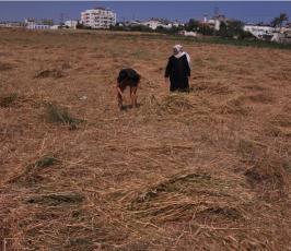 بالصور:عدسة فلسطين اليوم ترافق مزارع فلسطيني في موسم حصاد القمح في غزة