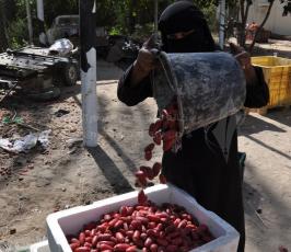 جنى البلح