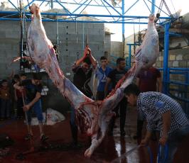 اضاحي في قطاع غزة ‫(30073229)‬ ‫‬