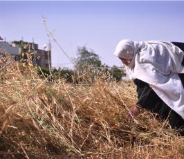 بالصور:عدسة فلسطين اليوم ترافق مزارع فلسطيني في موسم حصاد القمح في غزة