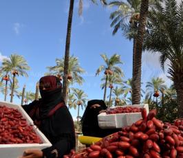 جنى البلح