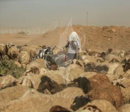  امرأة فلسطينية ترعى الأغنام  ‫(1)‬ ‫‬.JPG