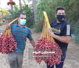 جني ثمار البلح في دير البلح (12).jpg
