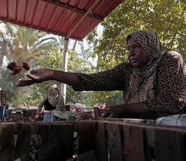 موسم جني البلح فقطاع غزة