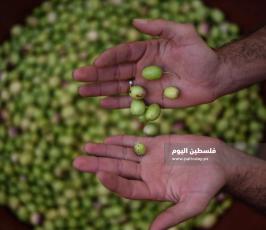 سوق الزيتون ‫(37482938)‬ ‫‬.jpg