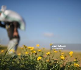 جنى العدس ‫(224350098)‬ ‫‬.jpg
