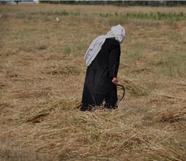 بالصور:عدسة فلسطين اليوم ترافق مزارع فلسطيني في موسم حصاد القمح في غزة