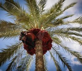 قطف البلح