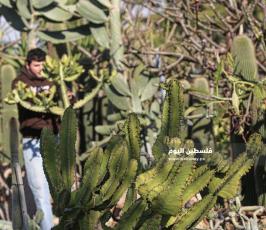 نبتة الصبار بألوان وأنواع جذابة شمال قطاع غزة (7).jpg