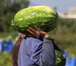 موسم البطيخ ‫(39387652)‬ ‫‬