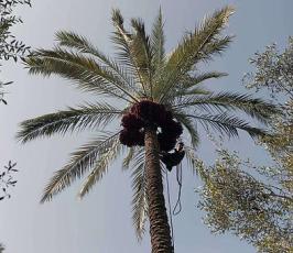 موسم جني البلح فقطاع غزة