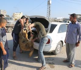 أسواق المواشي تكتظ بالمواطنين في غزة ‫(29798286)‬ ‫‬