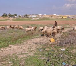 رعاة الاغنام