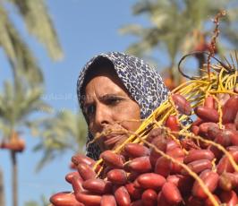 جنى البلح