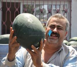 البطيخ