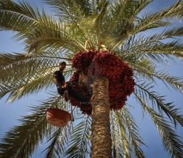 قطف البلح