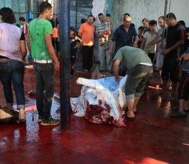 اضاحي في قطاع غزة ‫(30073245)‬ ‫‬