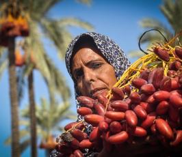 قطف البلح