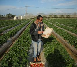 فراولة من حقول غزة ‫(42861060)‬ ‫‬.JPG