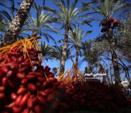 موسم قطف ثمار البلح فى غزة ‫(38928900)‬ ‫‬.JPG