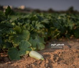 كوسا ‫(273277251)‬ ‫‬.jpg