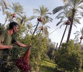 موسم جني البلح فقطاع غزة
