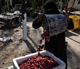 قطف البلح