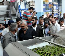 وزير الزراعة يتفقد معاصر الزيتون بغزة