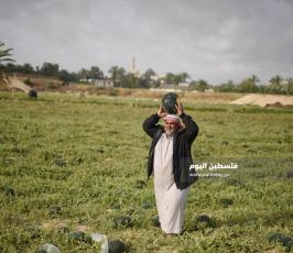 بطيخ ‫(222794305)‬ ‫‬.jpg