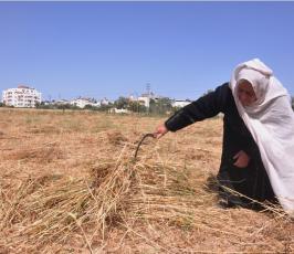 بالصور:عدسة فلسطين اليوم ترافق مزارع فلسطيني في موسم حصاد القمح في غزة