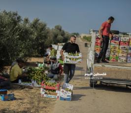 قطف حمضيات  ‫(65330696)‬ ‫‬.jpg
