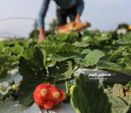 فراولة  (20).jpg