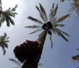 موسم جني البلح فقطاع غزة