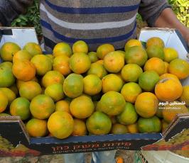 الحمضيات في غزة  (5).jpeg