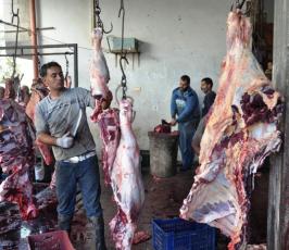 حركة الجهاد تنفذ مشروع الأضاحي