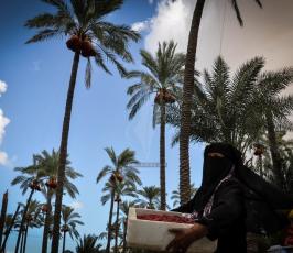 قطف البلح