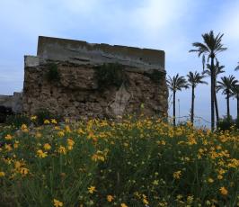 أزهار الربيع ‫(30204300)‬ ‫‬