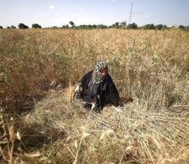 حصاد القمح من جنوب قطاع غزة ‫(30007695)‬ ‫‬