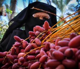 قطف البلح