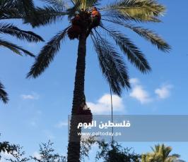 جني ثمار البلح في دير البلح (1).jpg