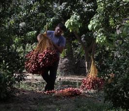 موسم جني البلح فقطاع غزة