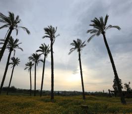 فصل الربيع ‫(269236329)‬ ‫‬