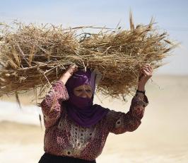 حصاد القمح من جنوب قطاع غزة ‫(30007697)‬ ‫‬
