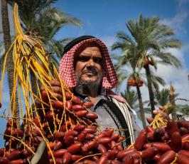 قطف البلح