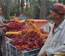 جنى البلح