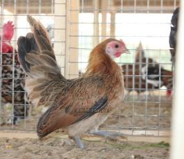 طيور الزينة